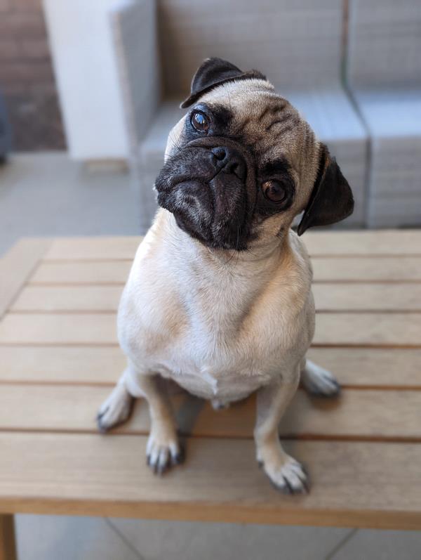 /images/uploads/pug nation rescue of los angeles/pugnation2024/entries/31420.jpg